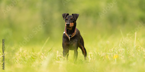 Fotografija Lovely Manchester Terrier dog stands in a green meadow in front of green backgro