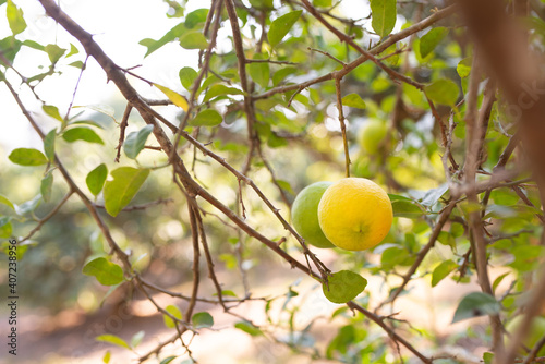 Yellow ripe lemon LIMECITRUS AURANTIFOLIA SWING on the tree