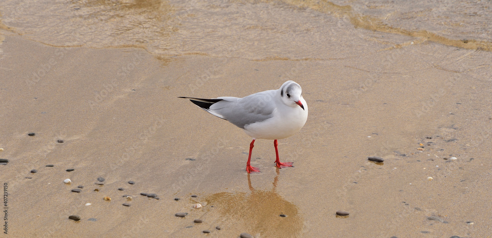 A small wave of sea water is slowly approaching the seagull A small wave of sea water is slowly approaching the seagull
