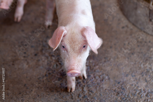 Piglet walks in the coop © apidachjsw