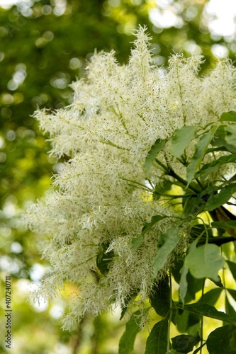 blooming branch of manna ash in back light. flowering ash  photo