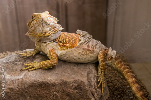 Detail of bearded dragon (pogona) shedding its skin