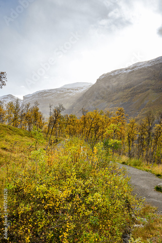 Hiking way in a forest with dwarf birches in Norway