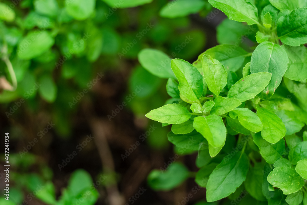 Fresh organic aromatic and culinary herbs Fresh organic aromatic and culinary herbs