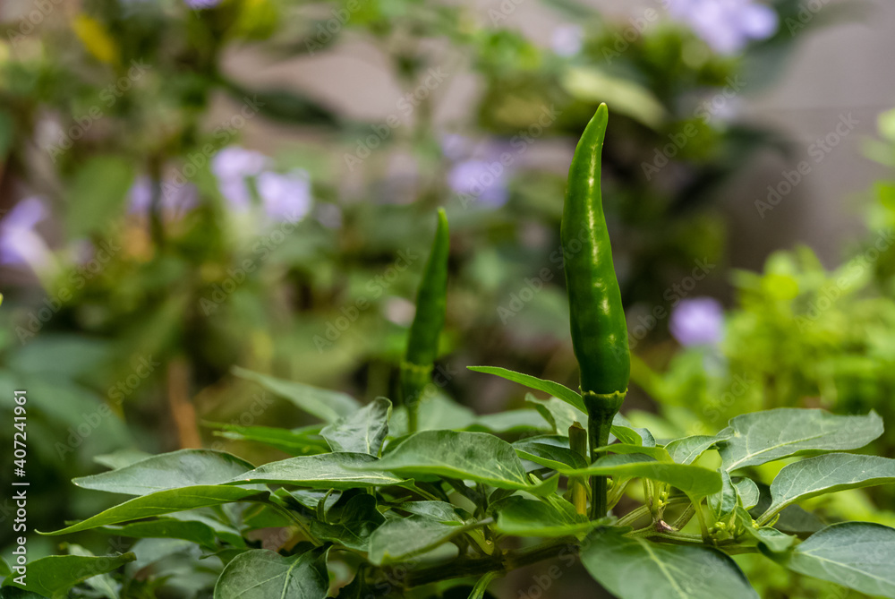 Green hot chili pepper plant seedling with leaves on a blurred background. Green hot chili pepper plant seedling with leaves on a blurred background.