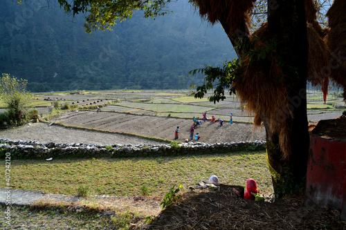 Travail des champs, Inde du Nord,  photo