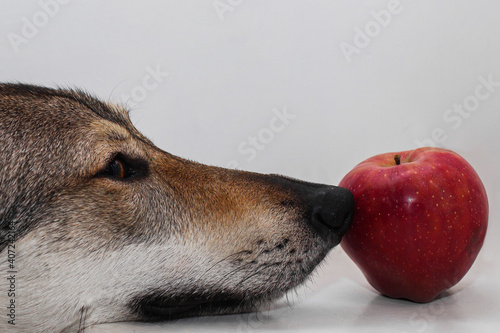 dog and apple