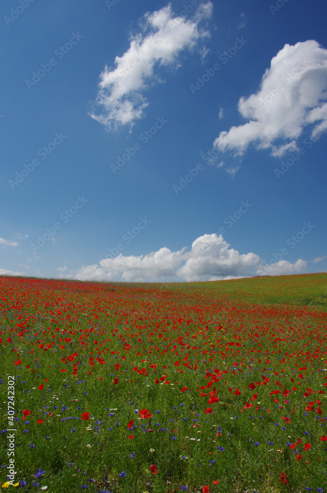 A flowery meadow with red poppies and a myriad of colorful flowers