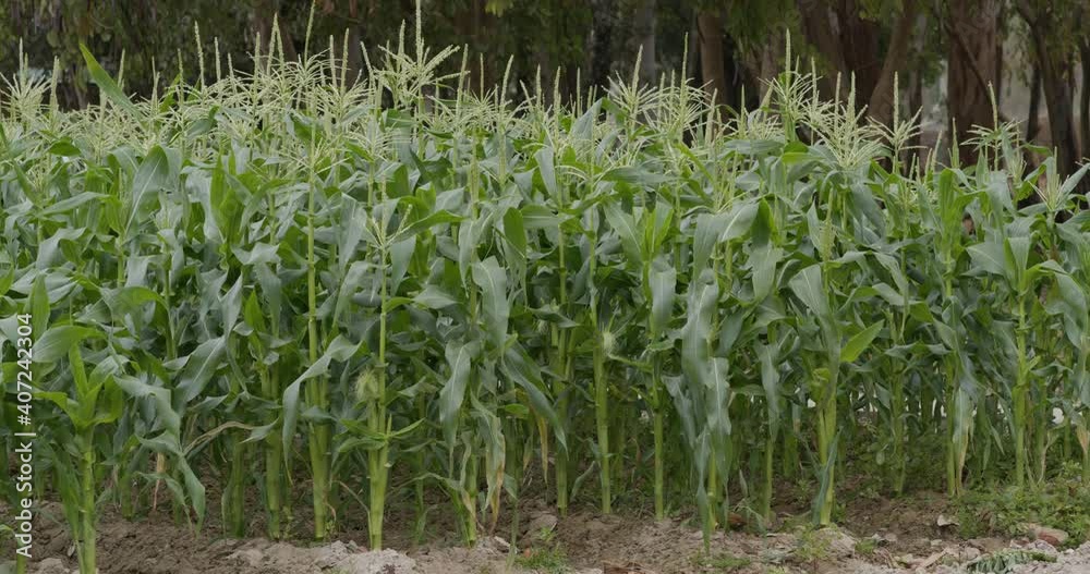 Corn maize agriculture nature field