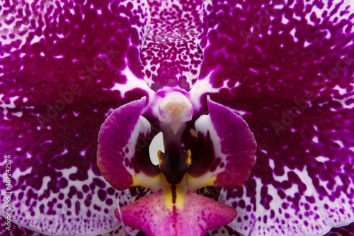 Fototapeta Naklejka Na Ścianę i Meble -  Phalaenopsis Orchid in spotted pattern - flower center