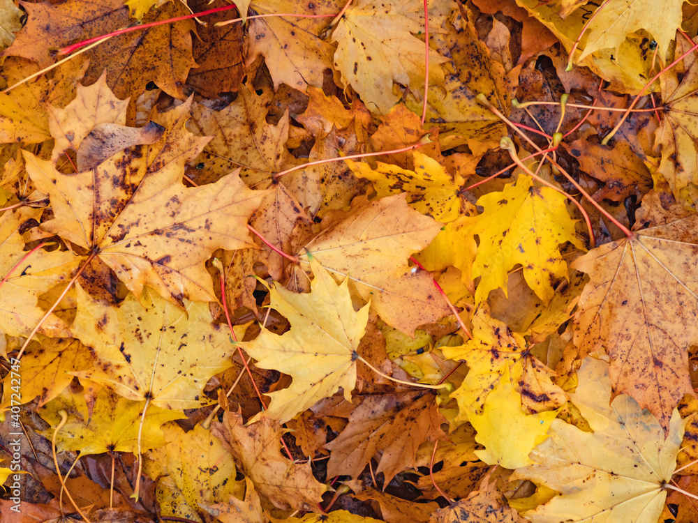 Abstraktes herbstliches Hintergrund Muster eines Waldbodens bedeckt mit gelben Ahornblättern
