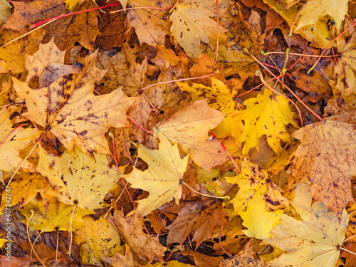 Abstraktes herbstliches Hintergrund Muster eines Waldbodens bedeckt mit gelben Ahornbl  ttern