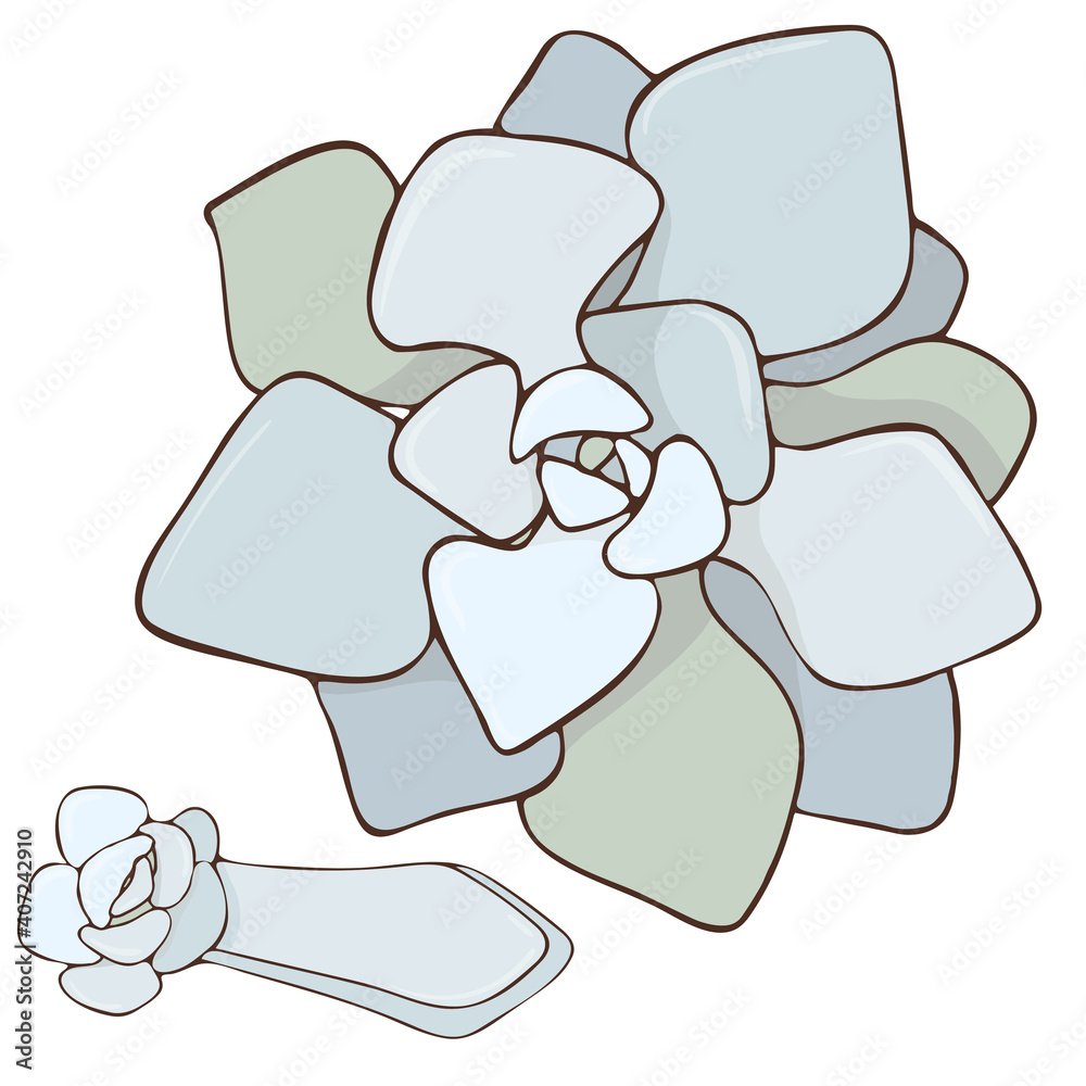 Image of a succulent Echeveria aphlodite with a sprout. Vector floristic illustration. Image of a succulent Echeveria aphlodite with a sprout. Vector floristic illustration.