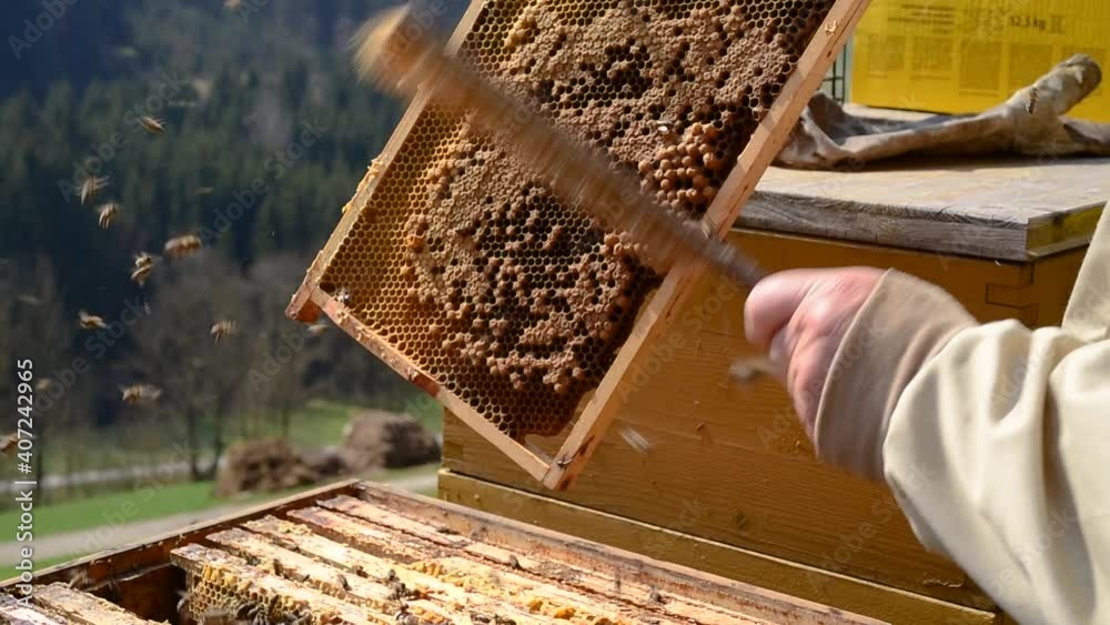 Beekeeper wipes the honey bees from the comb - 2 Beekeeper wipes the honey bees from the comb - 2