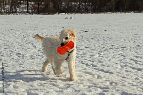Fototapeta Naklejka Na Ścianę i Meble -  Fünf Monate alter Goldendoodle apportiert Frisbee im Schnee