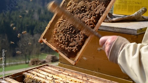 Beekeeper wipes the honey bees from the comb - 2