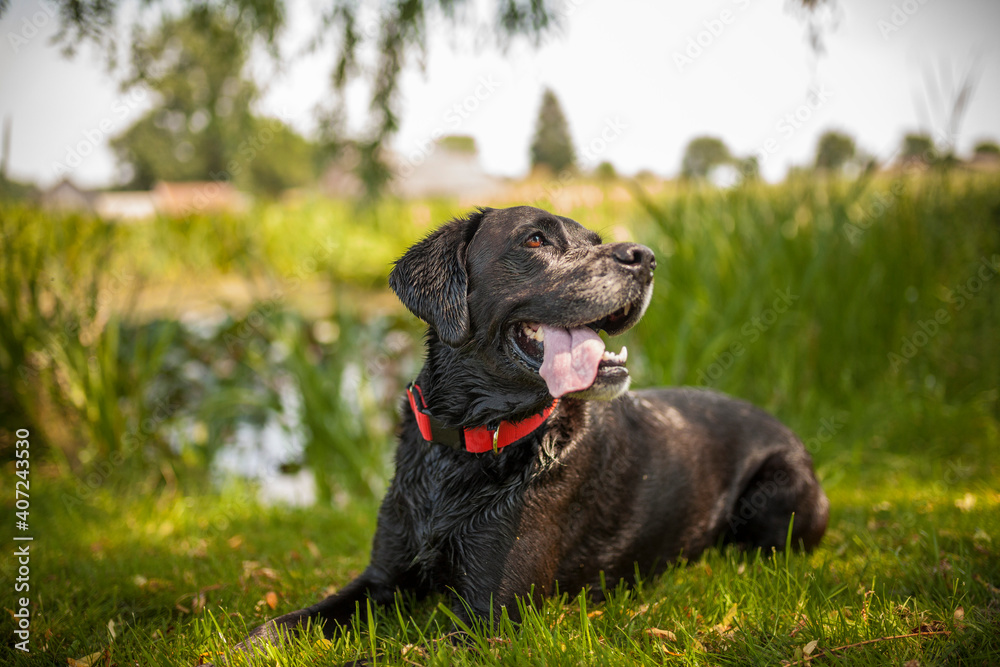 Portrait von einem alten Labrador Retriever. Senior Hund fröhlich draußen in der natur Portrait von einem alten Labrador Retriever. Senior Hund fröhlich draußen in der natur