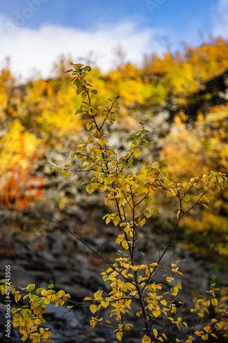 Fototapeta Naklejka Na Ścianę i Meble -  Macro photography of small birches in Norway