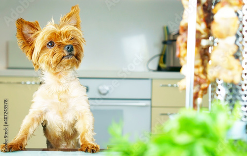 The dog eagerly looks at the meat standing on the grill table. A hungry dog is looking forward to meat. Food for dogs. Parenting