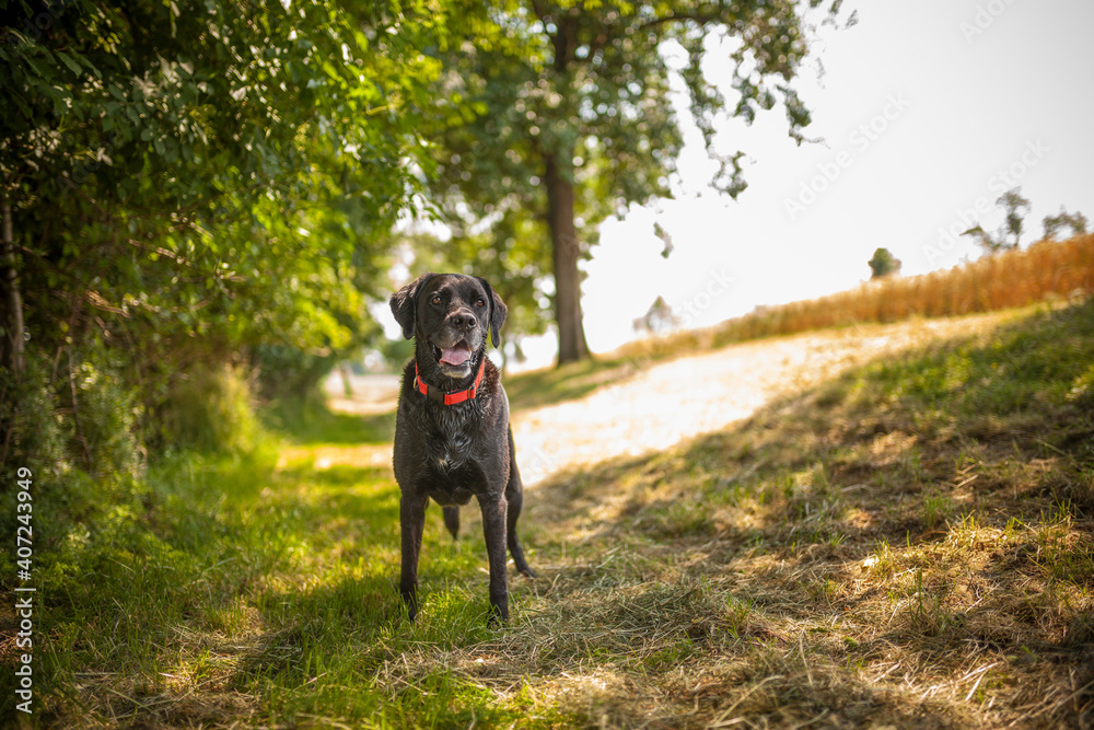Portrait von einem Labrador Retriever. Hund fröhlich draußen in der natur