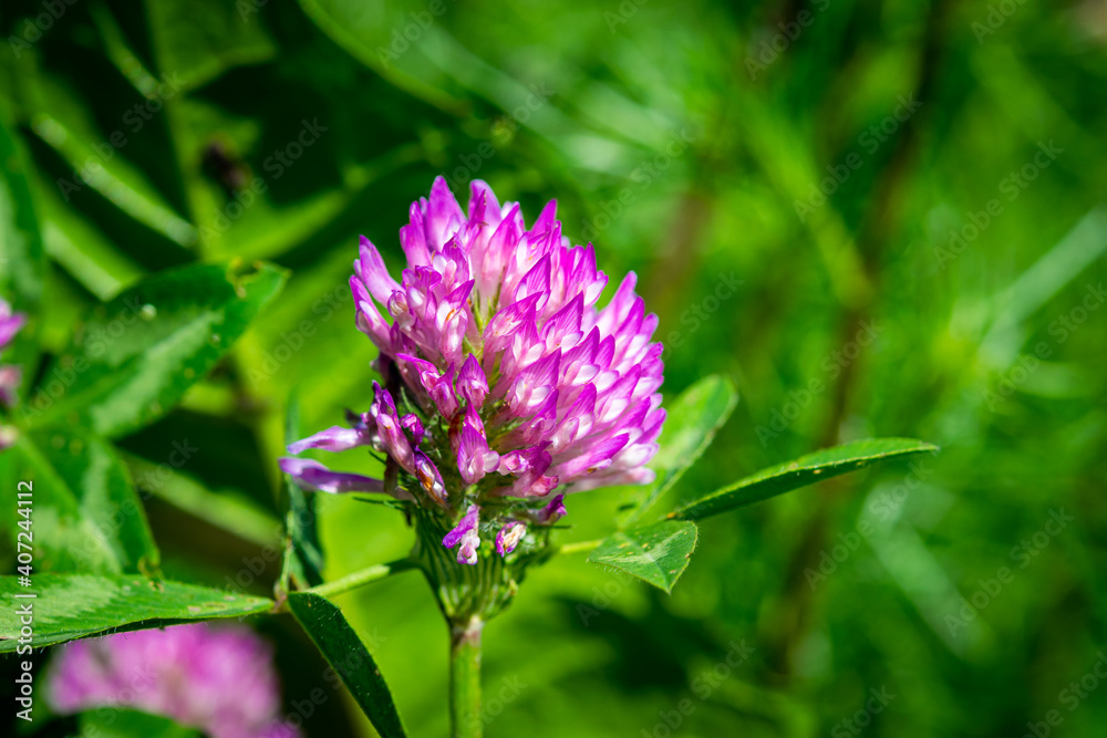 Dark pink flower. Red clover or Trifolium pratense inflorescence, close up. Purple meadow trefoil blossom with alternate, three leaflet leaves. Wild clover, flowering plant in the bean family Fabaceae Dark pink flower. Red clover or Trifolium pratense inflorescence, close up. Purple meadow trefoil blossom with alternate, three leaflet leaves. Wild clover, flowering plant in the bean family Fabaceae