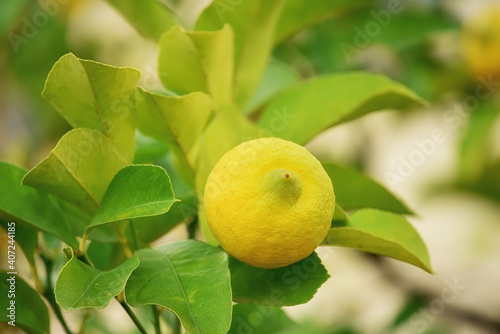 Lemon on branches with lemon tree leaves.