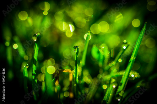 drops of water fall on the grass after the rain. the sun breaks through the grass. Abstract background. Bitter water of plant leaves. copy space..