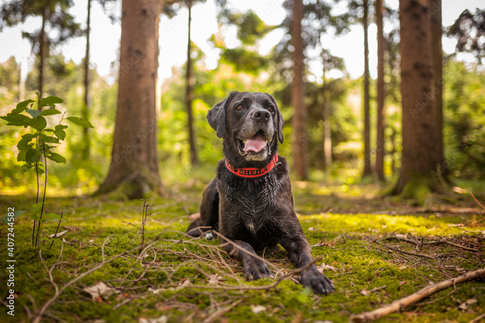 Portrait von einem Labrador Retriever. Hund fröhlich draußen in der natur Portrait von einem Labrador Retriever. Hund fröhlich draußen in der natur