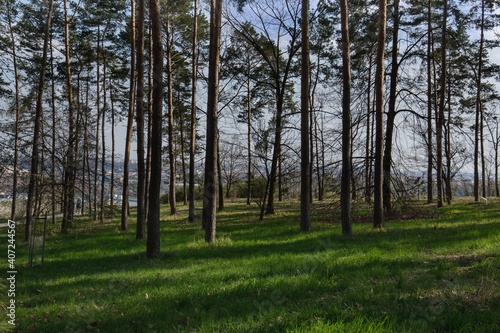 Brzy na jaře v borovicovém lese,
pod stromy prosvítá čerstvý zelený trávník. photo