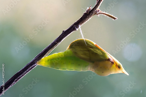 Puppe des Zitronenfalters