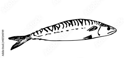 Hand-drawn vector drawing in engraving style. Sea mackerel fish isolated on white background. Ingredient, menu, label.