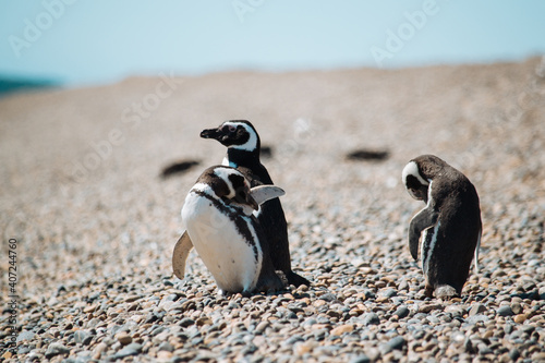 Los pingüinos del Pedral en plena temporada turística photo