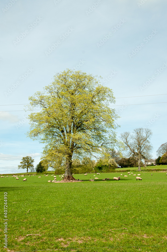 Obraz premium Sheep grazing in a springtime field.