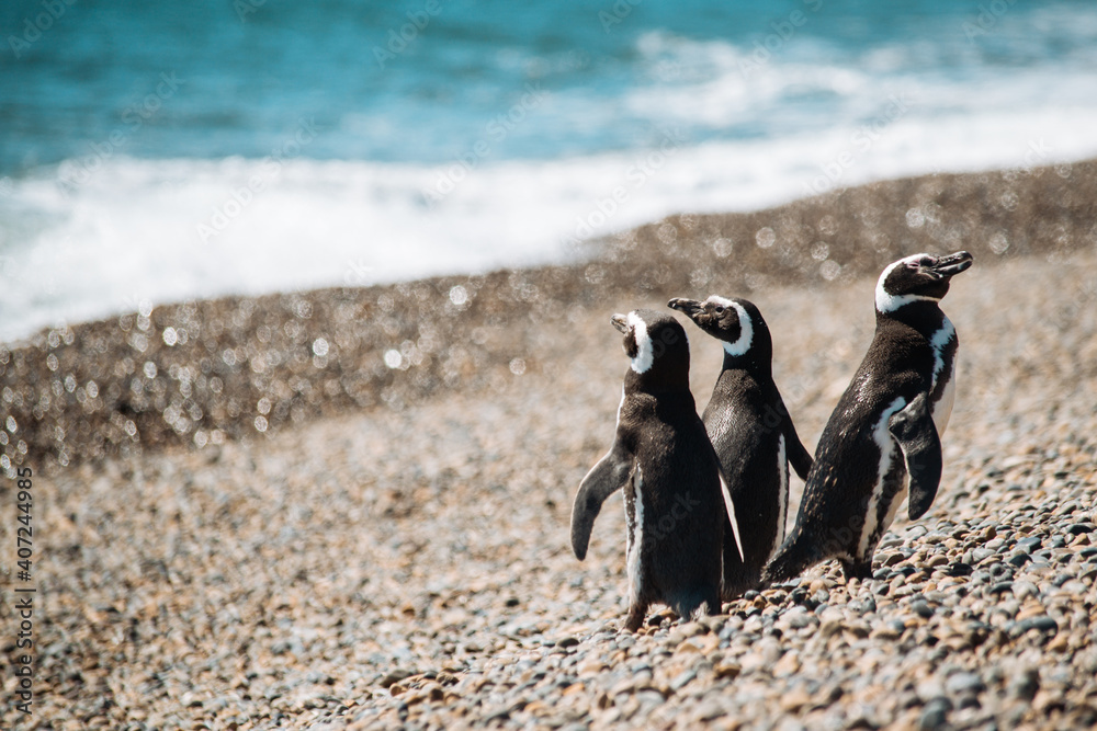 Fototapeta premium Los pingüinos del Pedral en plena temporada turística