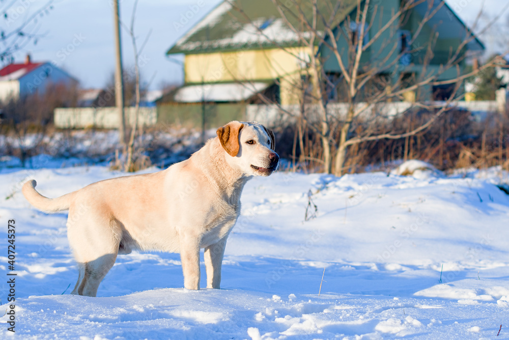 labrador retriever dog labrador retriever dog