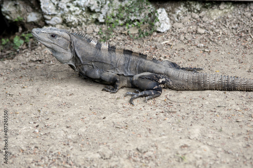 Quirigua, Guatemala, Central America: iguana in Quirigua