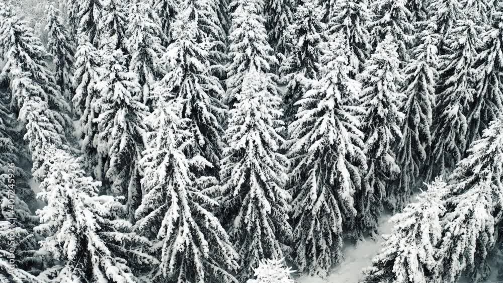Aerial view of frozen forest with snow covered trees. Flight above winter woods, top view.