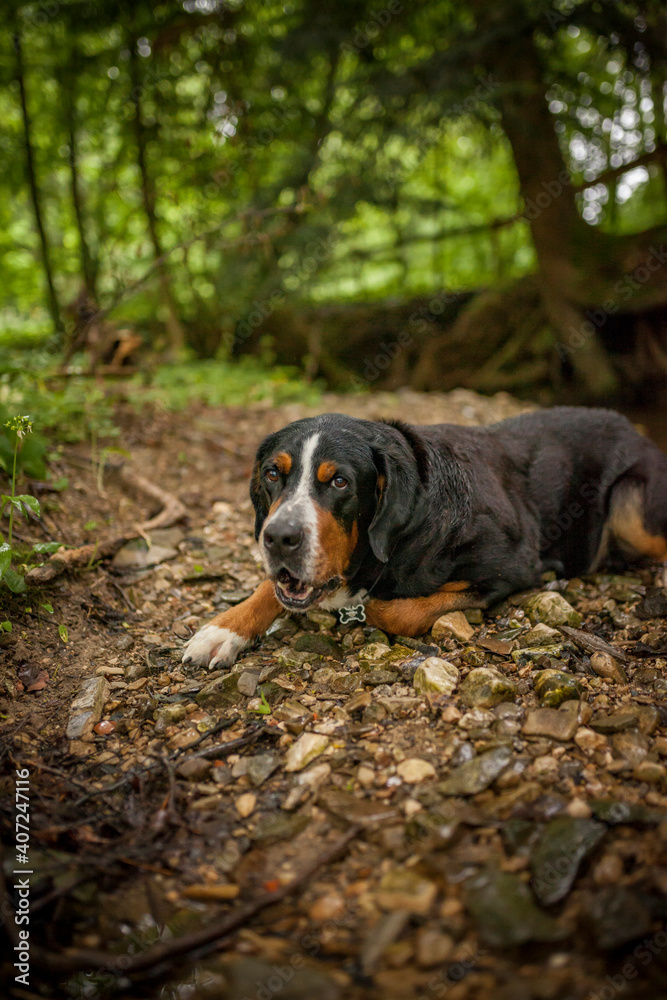 Portrait of an Greater Swiss Mountain dog.
Old dog on a walk. Big mountaindog in the nature
