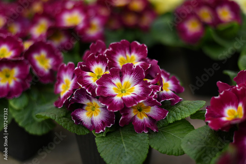 Primula Primrose/Vulgaris Multicolored flowers. Primula obconica with white yellow center, beautiful houseplant or cool greenhouse plant blooming, top view, closeup with selective focus photo