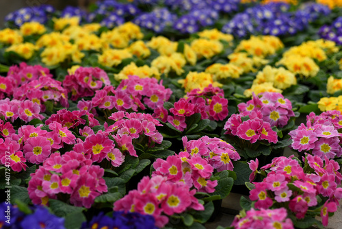Multicolor Garden Primula Flowers, side view. Primula Primrose/Vulgaris Multicolored flowers. Pink, yellow, blue primula flowers in a row.