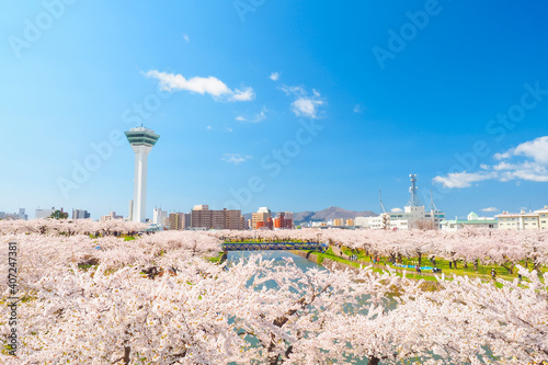 【函館】五稜郭公園 満開の桜