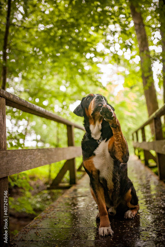 Portrait of an Greater Swiss Mountain dog. Old dog on a walk. Big mountaindog in the nature