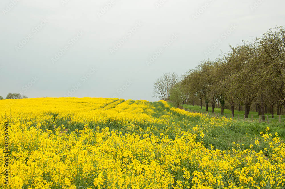 Rapeseed fields in the summertime.