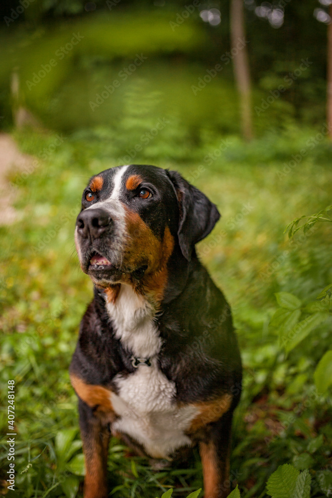 Portrait of an Greater Swiss Mountain dog.
Old dog on a walk. Big mountaindog in the nature Portrait of an Greater Swiss Mountain dog.
Old dog on a walk. Big mountaindog in the nature