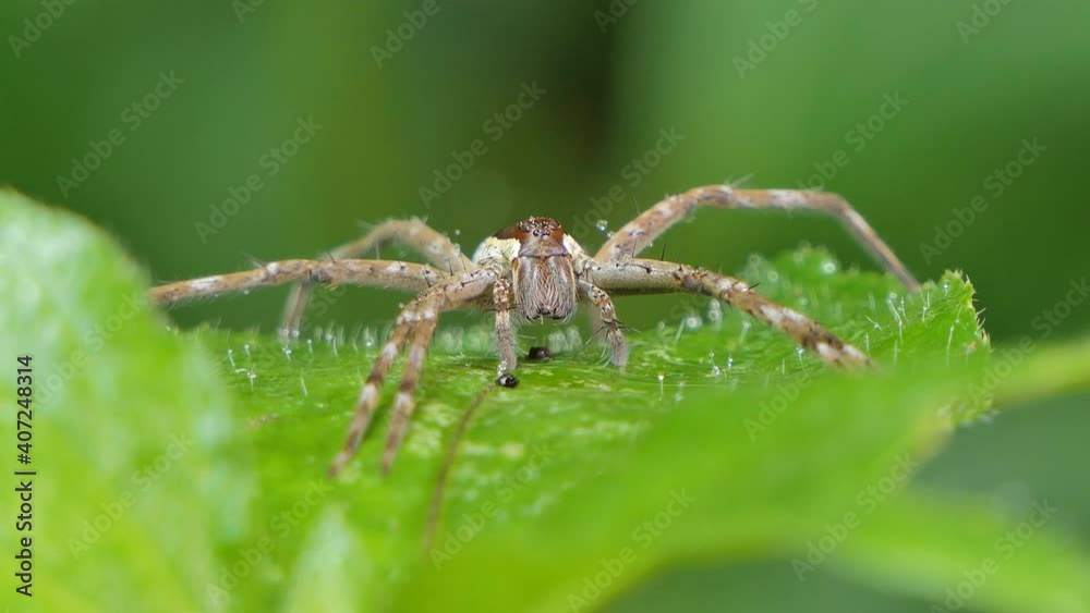 Spider on leaf in tropical rainforest. Spider on leaf in tropical rainforest.