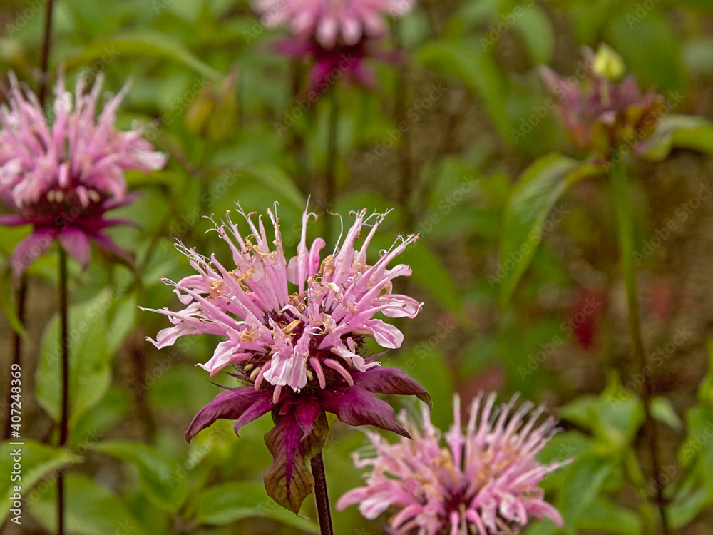 Pink wild bergamot flowers, close up - Monarda fistulosa Pink wild bergamot flowers, close up - Monarda fistulosa