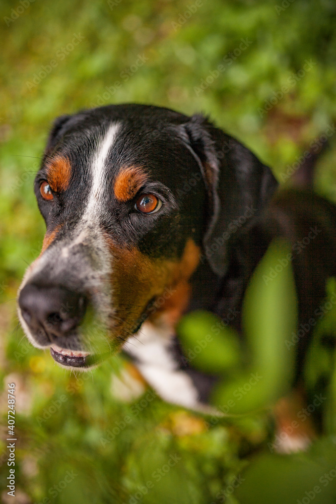Portrait of an Greater Swiss Mountain dog.
Old dog on a walk. Big mountaindog in the nature Portrait of an Greater Swiss Mountain dog.
Old dog on a walk. Big mountaindog in the nature