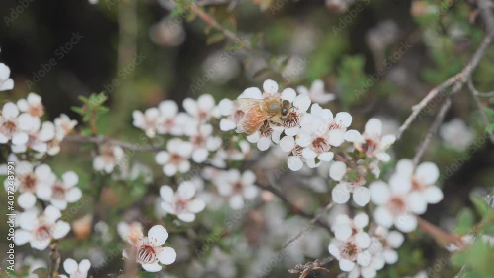 Honey bee collects pollen along branch filled with Manuka flowers, symbiosis Honey bee collects pollen along branch filled with Manuka flowers, symbiosis