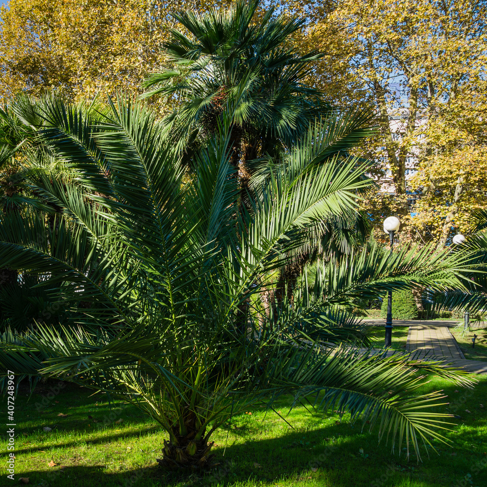 Obraz premium Beautiful palm tree Canary Island Date Palm (Phoenix canariensis) in city park Sochi. Beautiful exotic landscape with big and young palms.