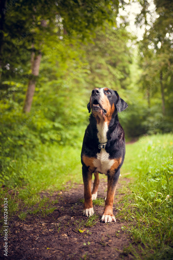 Portrait of an Greater Swiss Mountain dog.
Old dog on a walk. Big mountaindog in the nature Portrait of an Greater Swiss Mountain dog.
Old dog on a walk. Big mountaindog in the nature